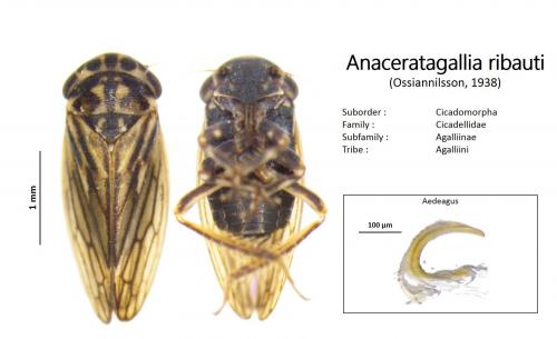 Réf. 187 553 : Anaceratagallia ribauti
